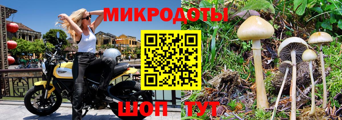 Псилоцибиновые грибы Psilocybine cubensis Советский